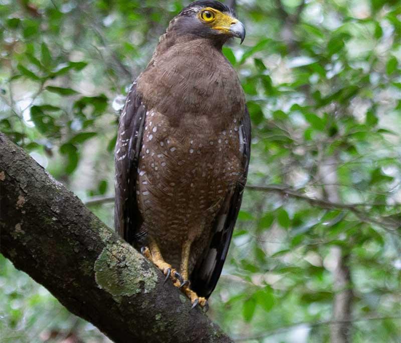 Wilpattu National Park - One of the oldest national parks in Sri Lanka, known for its leopard population and natural beauty.
