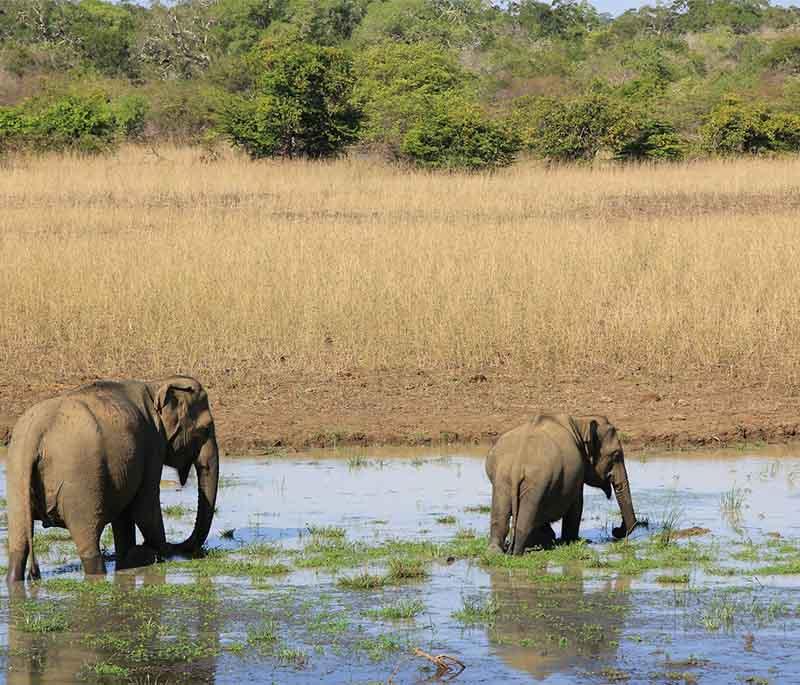 Yala National Park - Major park with diverse wildlife, including elephants, leopards, birds, and reptiles.