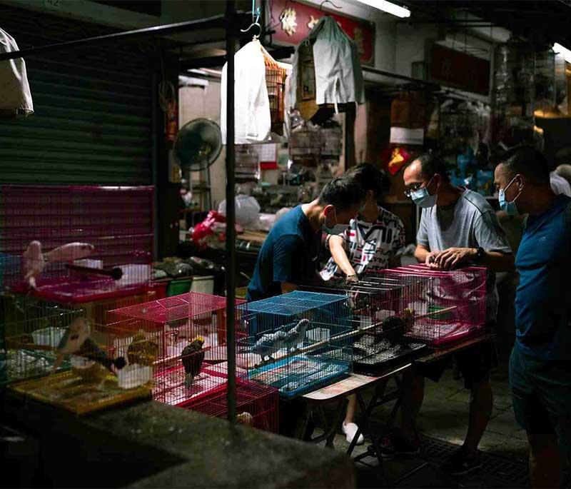 Yuen Po Street Bird Garden in Hong Kong, a charming park where visitors can enjoy bird watching and vibrant local culture.