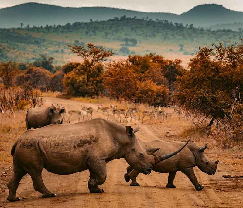 Zululand Rhino Reserve - A private game reserve dedicated to rhino conservation and offering wildlife viewing.