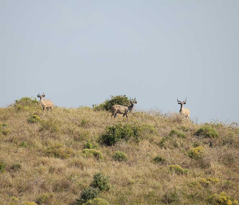 iSimangaliso Wetland Park - A UNESCO site known for its diverse ecosystems, including lakes, wetlands, and coastal dunes.