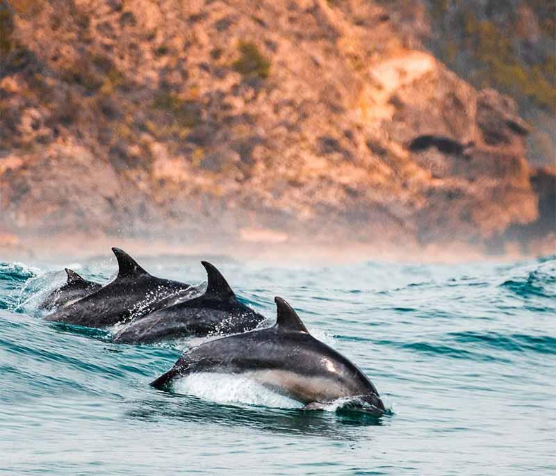 uShaka Marine World, Durban - A marine theme park featuring an aquarium, water rides, and entertainment.